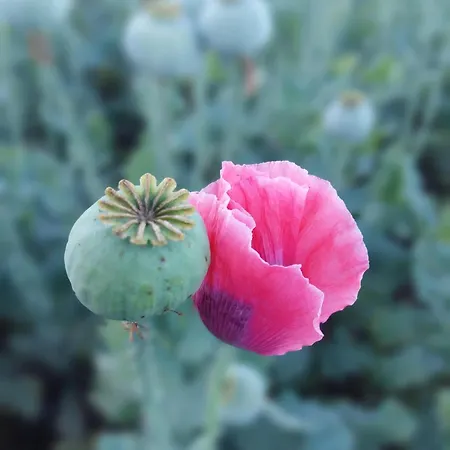 Pehn Bed and Breakfast