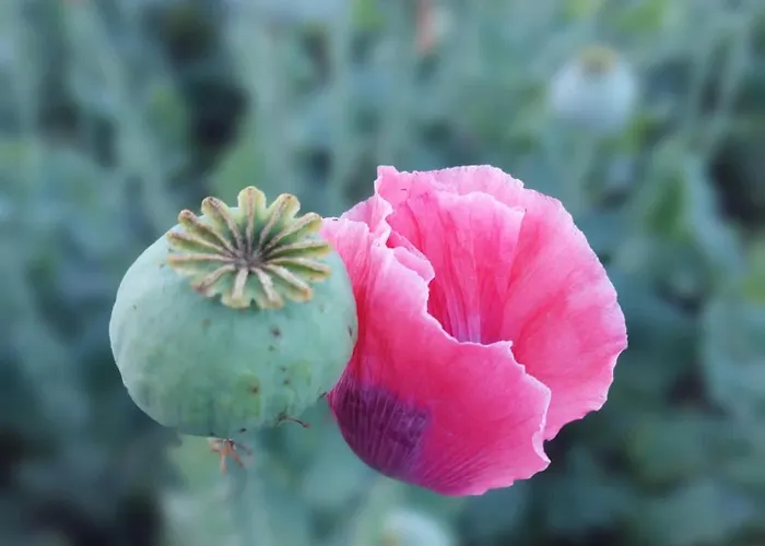 Pehn Bed & Breakfast